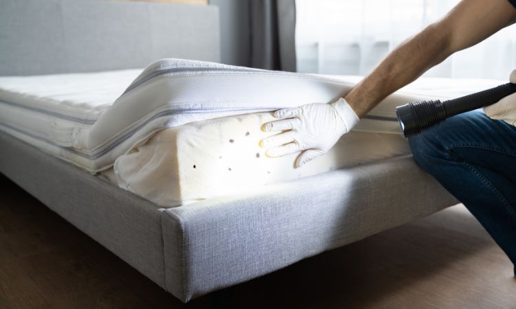 Bed Bug Treatment Services in Navi Mumbai