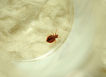 Home Pest Control Services in Navi Mumbai