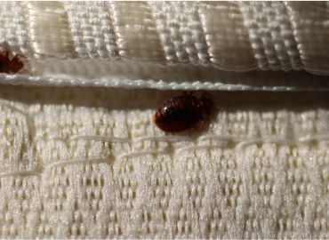 bedbug treatment in Navi Mumbai