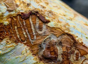 Wood Borer Pest Control Services in Navi Mumbai