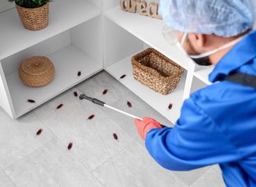 Cockroach Pest Control Services in Navi Mumbai