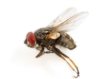 Fly Pest Control Services in Navi Mumbai