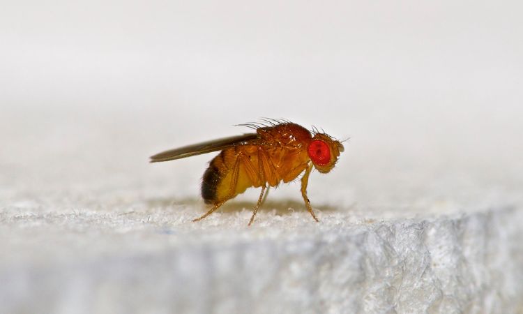 Fly Pest Control Services in Navi Mumbai