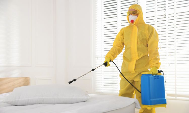 Home Pest Control Services in Navi Mumbai