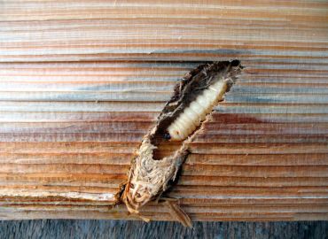 Wood Borer Pest Control Services in Navi Mumbai