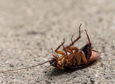 Cockroach Pest Control Services in Navi Mumbai