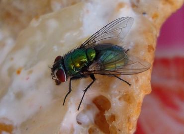 Fly Pest Control Services in Navi Mumbai