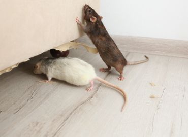 Rodent Pest Control Services in Navi Mumbai