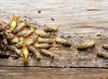 Termite Pest Control Services in Navi Mumbai