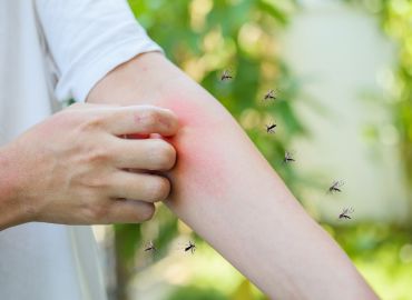 Mosquito Pest Control Services in Navi Mumbai