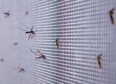 mosquito control in Navi Mumbai