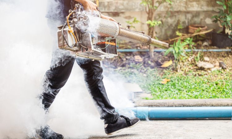 Mosquito Pest Control Services in Navi Mumbai