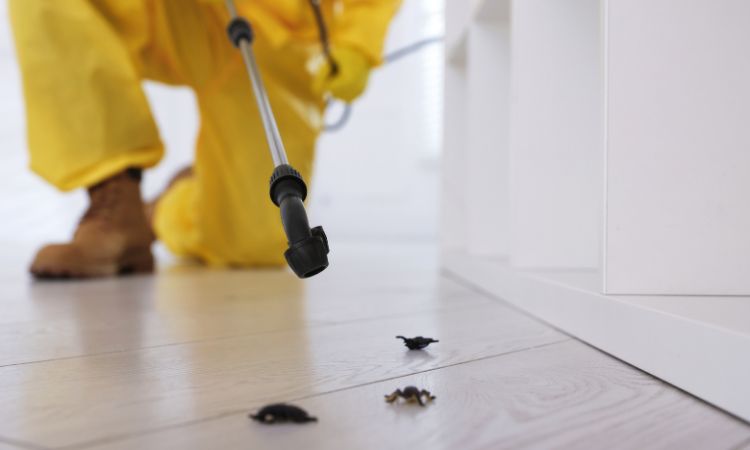 Rodent Pest Control Services in Navi Mumbai