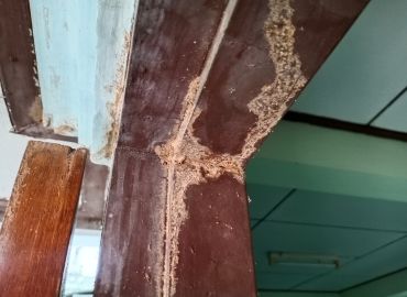 Termite Pest Control Services in Navi Mumbai