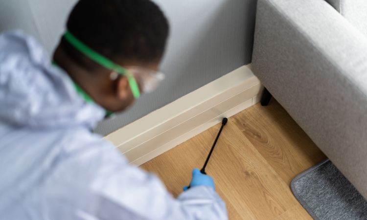 Termite Pest Control Services in Navi Mumbai