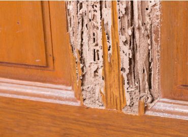 termite treatment in Navi Mumbai