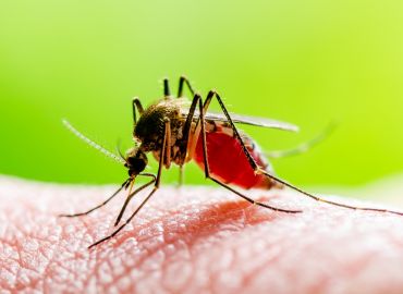 Mosquito Pest Control Services in Navi Mumbai