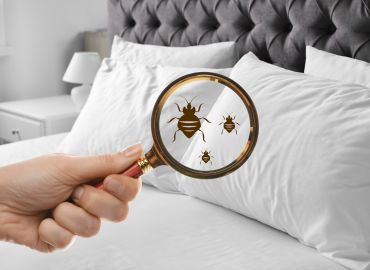 Home Pest Control Services in Navi Mumbai