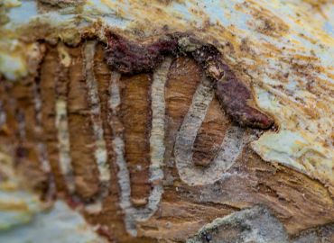 Wood Borer Pest Control Services in Navi Mumbai