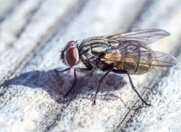 Fly Pest Control Services in Navi Mumbai