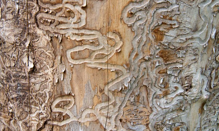 Wood Borer Pest Control Services in Navi Mumbai