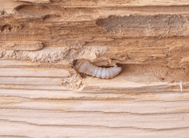 Wood Borer Pest Control Services